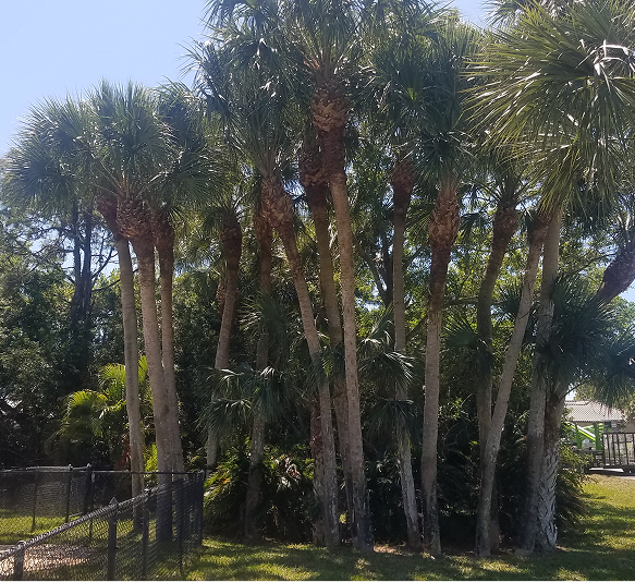 Safe and Reliable Tree Care in McAlpin, FL