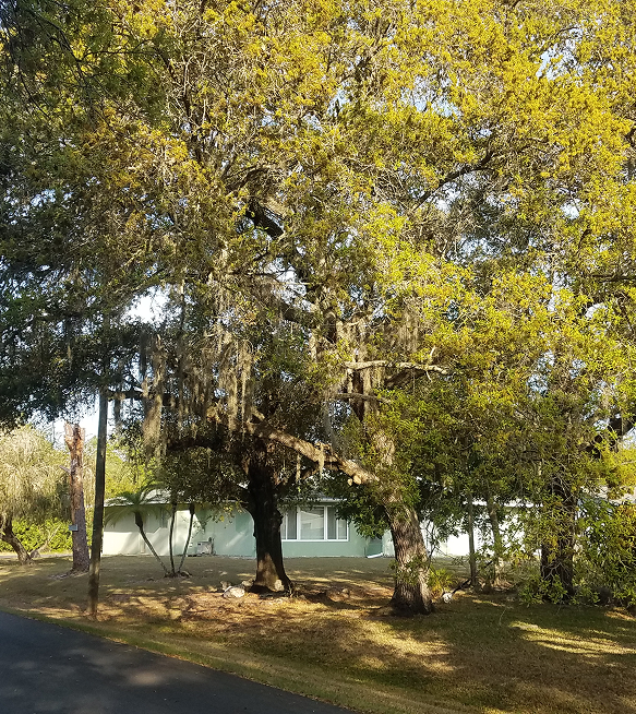 Tree Service McAlpin, FL