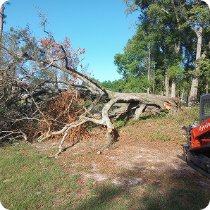 Tree Removal McAlpin