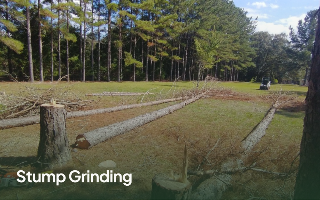 Stump Grinding in McAlpin FL