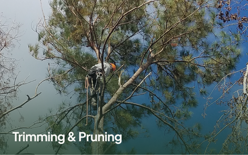 Tree Trimming & Pruning in McAlpin