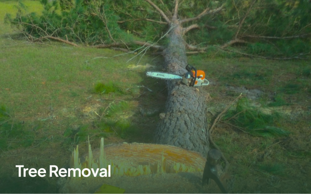 Tree Removal in McAlpin