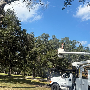 Emergency tree removal in McAlpin