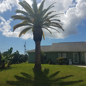 Emergency tree removal