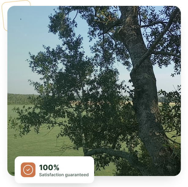 Tree Service McAlpin