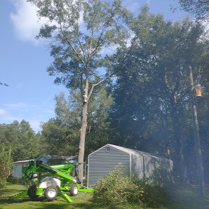 Stump Grinding McAlpin FL