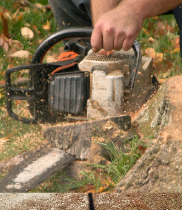Enhance your landscaping - Take out the stumps