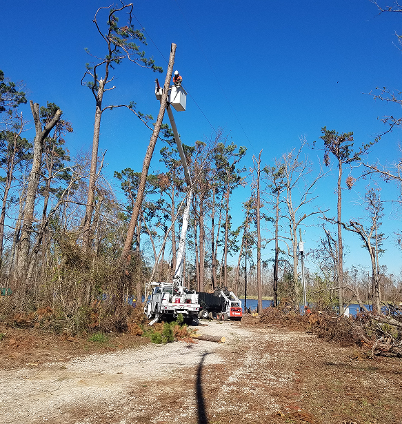 McAlpin Tree Removal