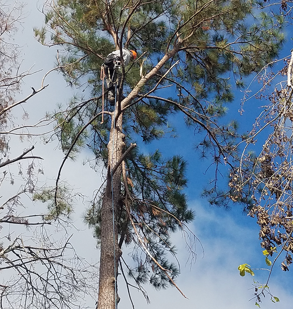 Expert Tree Trimming & Pruning Services You Can Trust