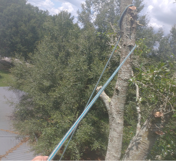 Tree Removal in Lake City, FL