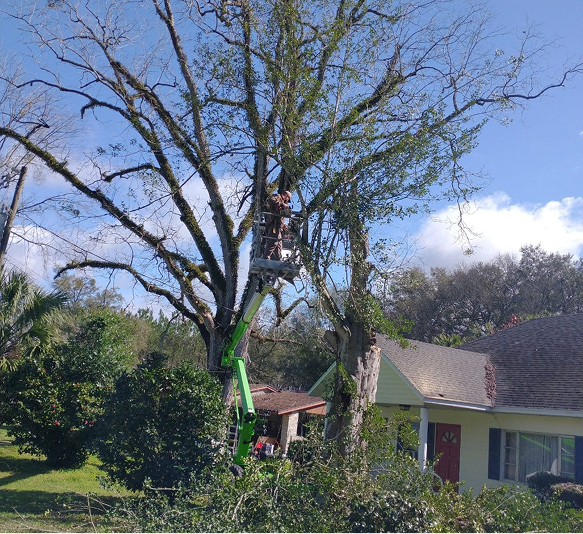 Tree Trimming & Pruning in Lake City, FL