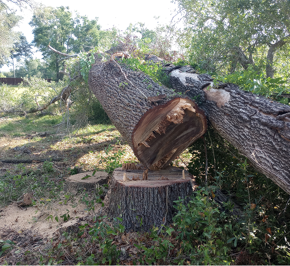 Underbrushing in Lake City, FL