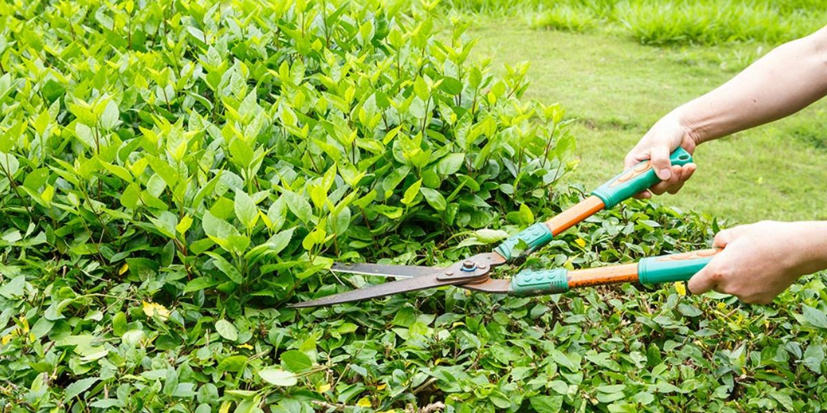 Selective Pruning in Branford, FL