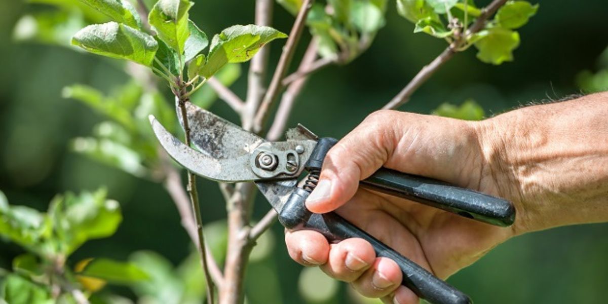 Professional arborist trimming healthy tree branches to improve tree health, safety, and overall appearance | Benefits of Trimming Trees