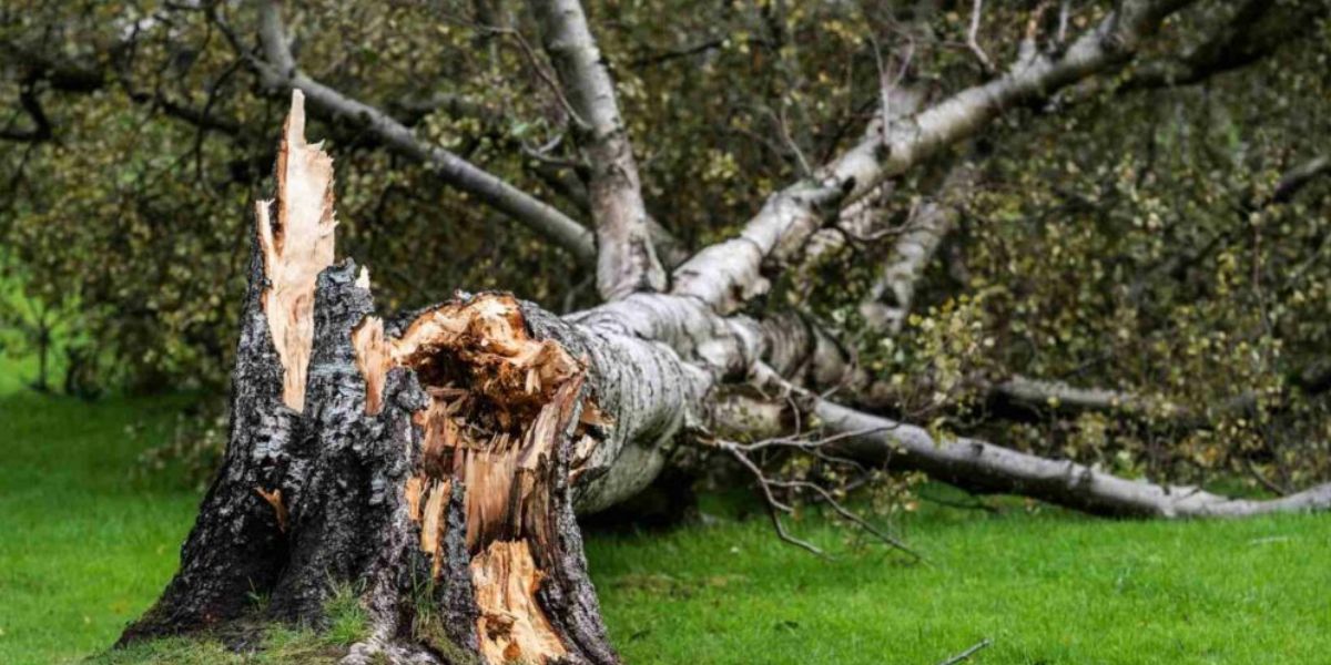 how to handle fallen trees after a storm