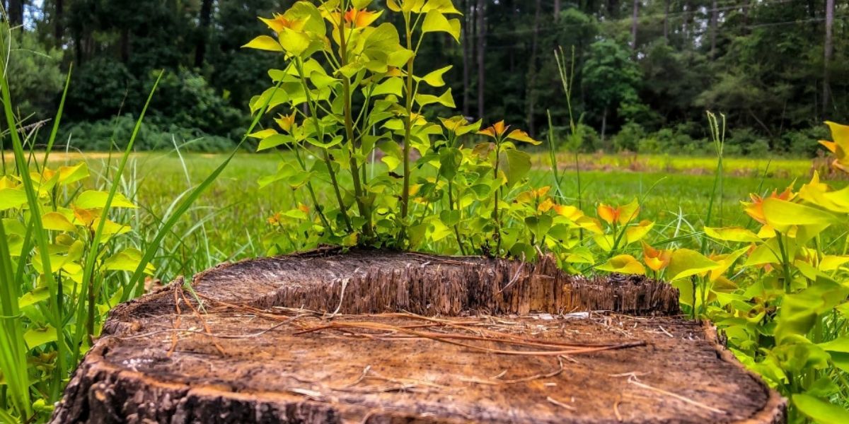 Freshly ground tree stump with a prepared planting area where new plants can be installed after professional stump grinding | How Soon After Stump Grinding Can You Plant?