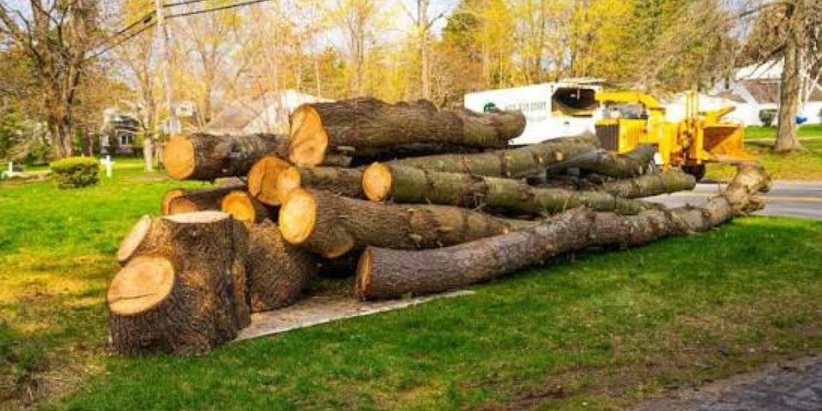 Professional arborist using specialized equipment to safely remove a tree through different removal methods based on its size, location, and surrounding conditions | Types of Tree Removal